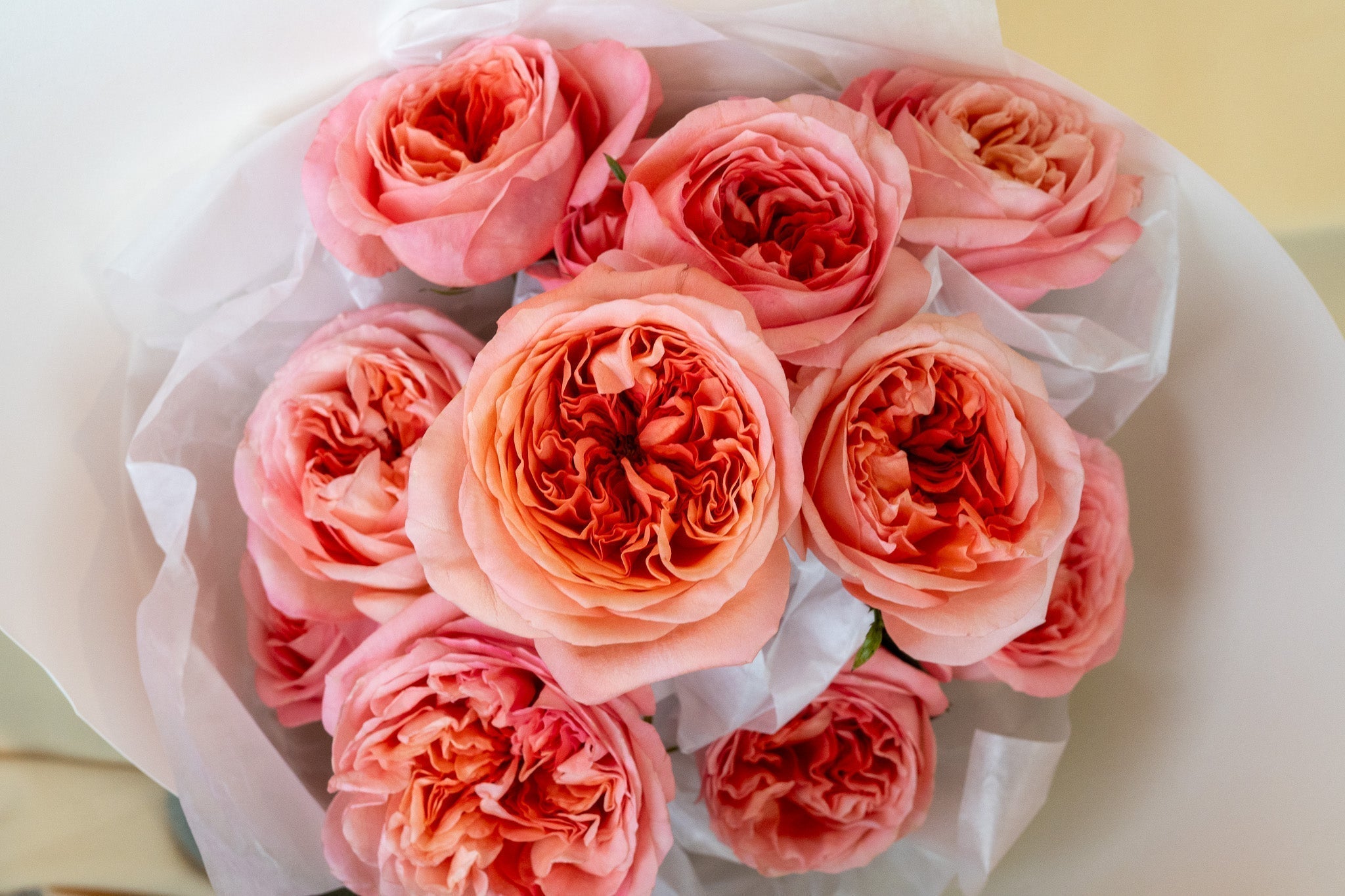 Why We Love Garden Roses