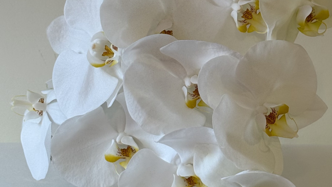Phalaenopsis Orchids | Our Guide