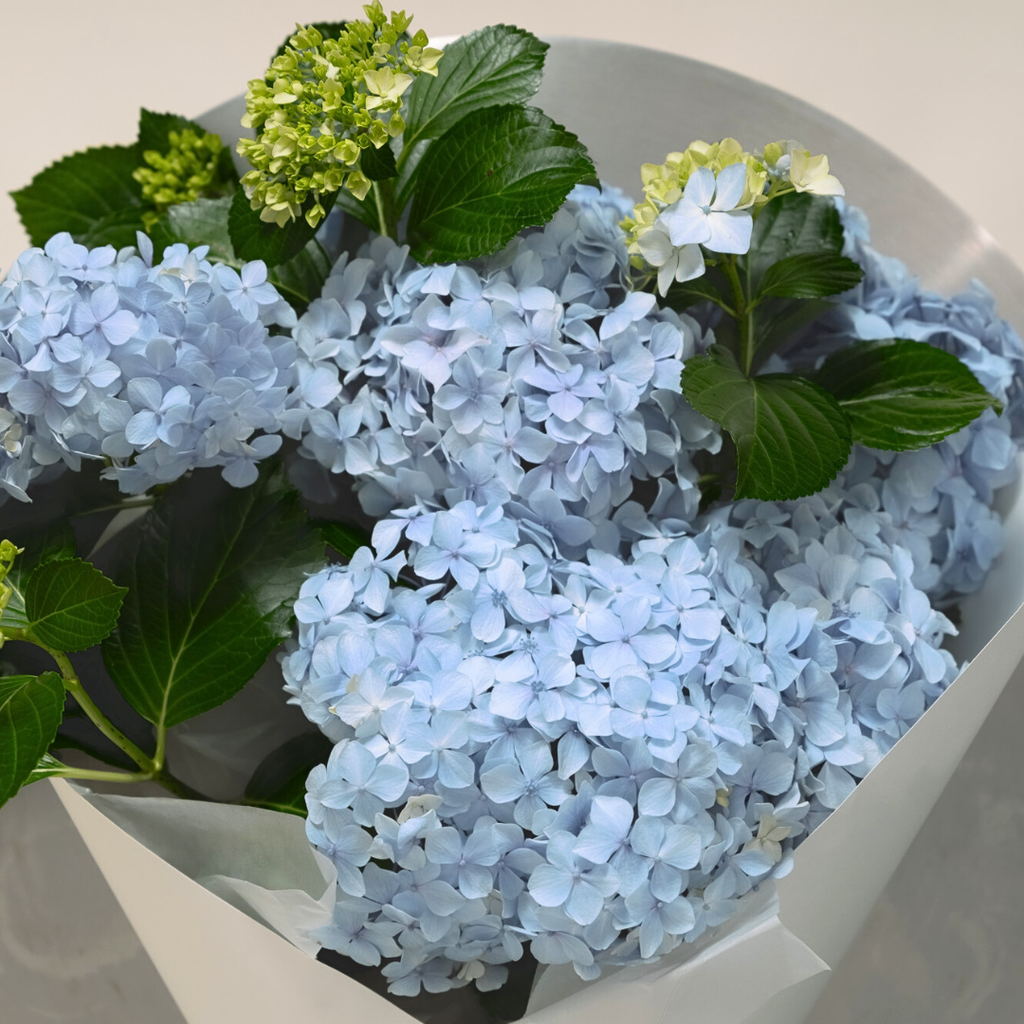 Hydrangeas by the Stem