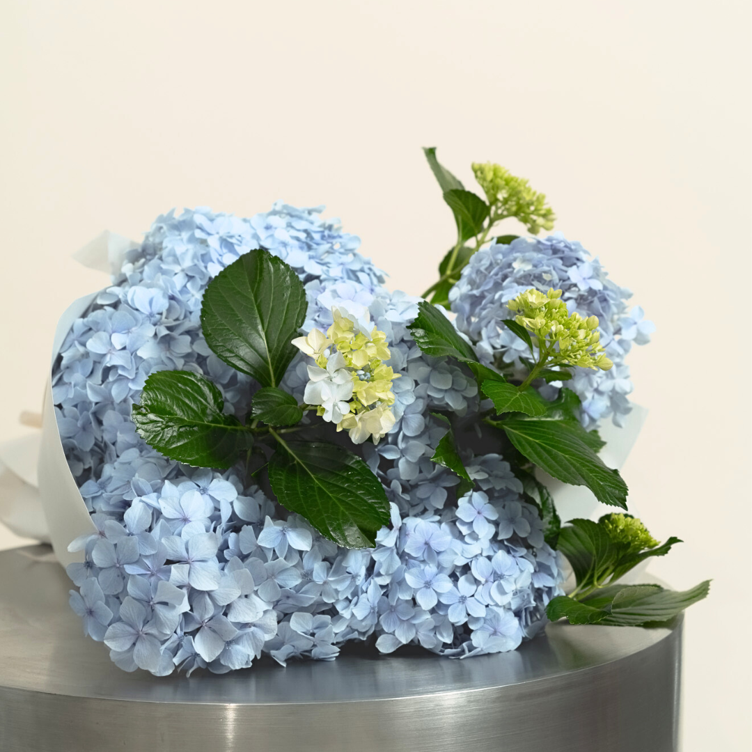 Hydrangeas by the Stem