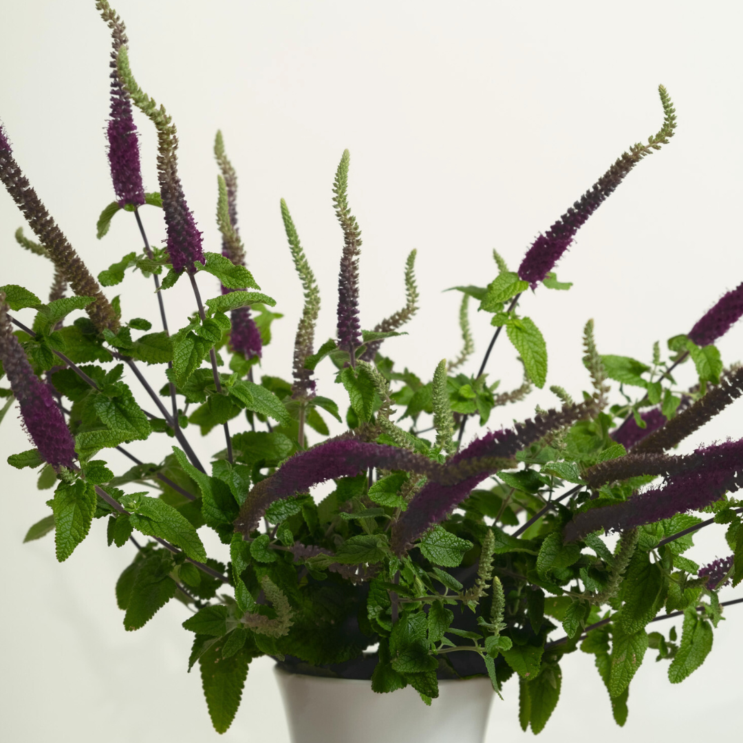 Seasonal Meadow En Masse