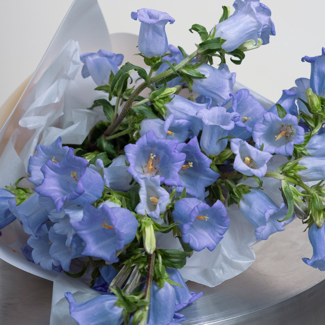 Seasonal Meadow En Masse