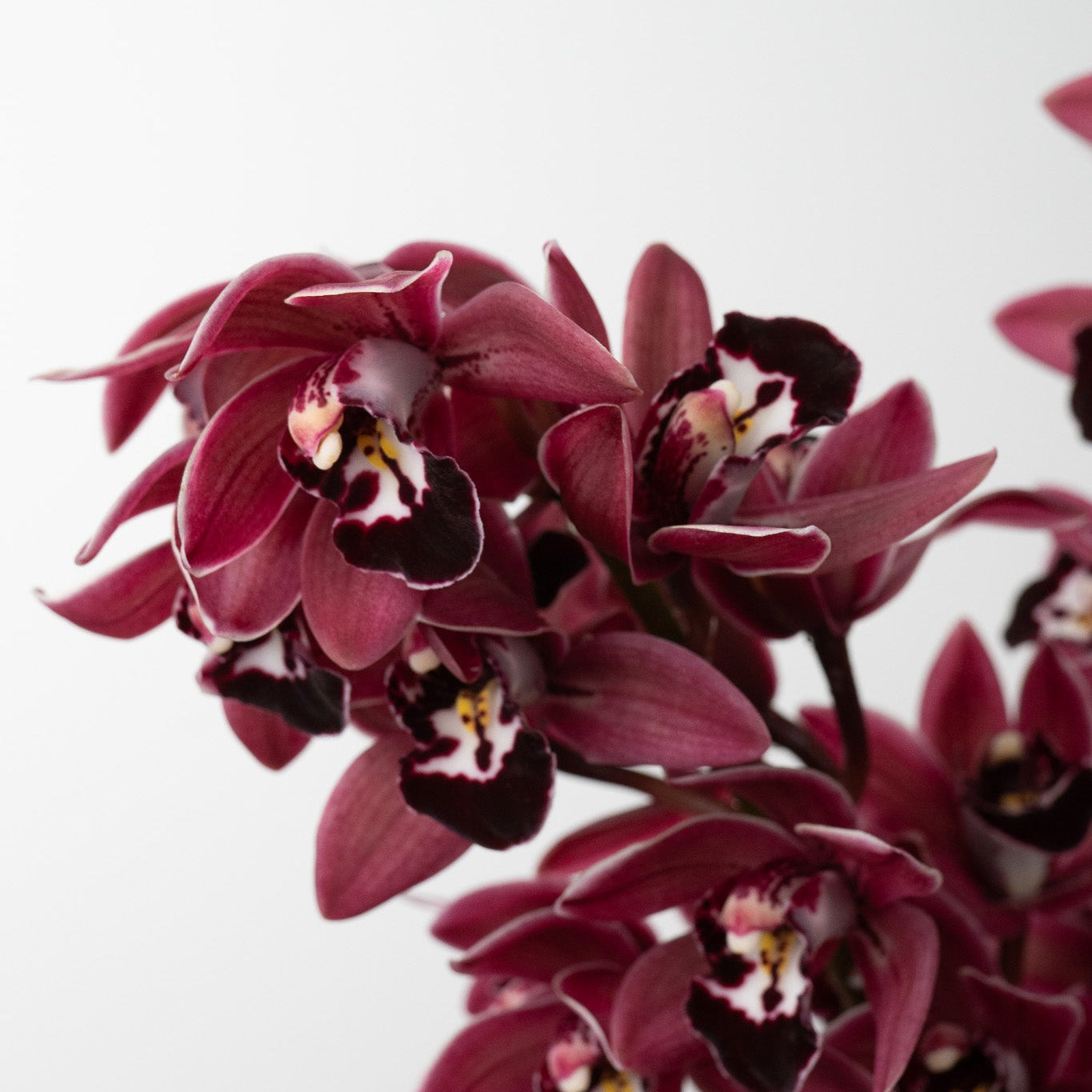 Close-up of dark purple orchids on a light background