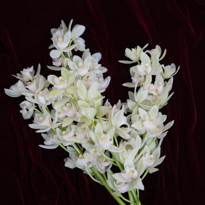 Bouquet of white flowers on a dark background