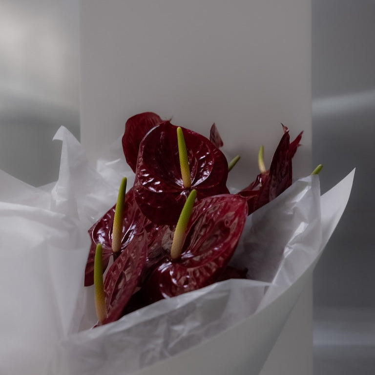 Bouquet of red flowers in white paper packaging on a white background