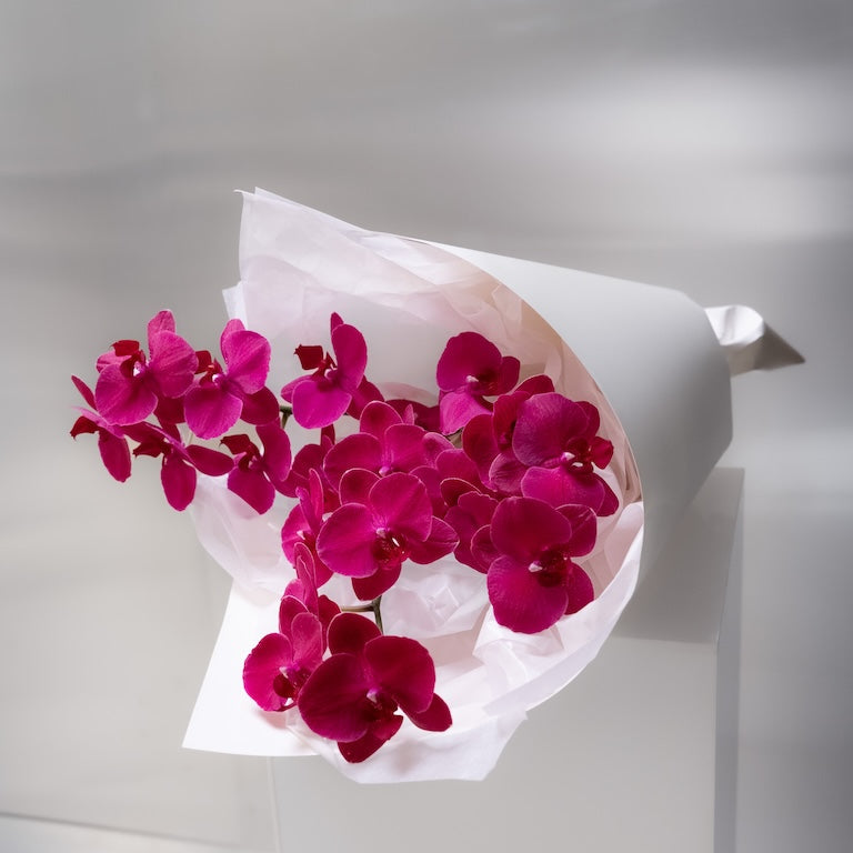 Bouquet of pink orchids wrapped in white paper on a light gray background