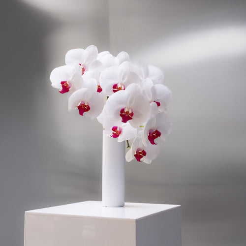 White vase with white and red orchids on a gray background