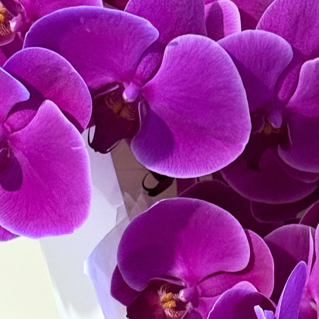 Phalaenopsis Orchids by the Stem